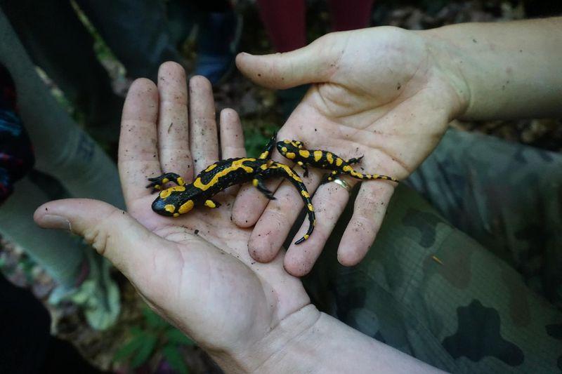salamandra na dłoniach
